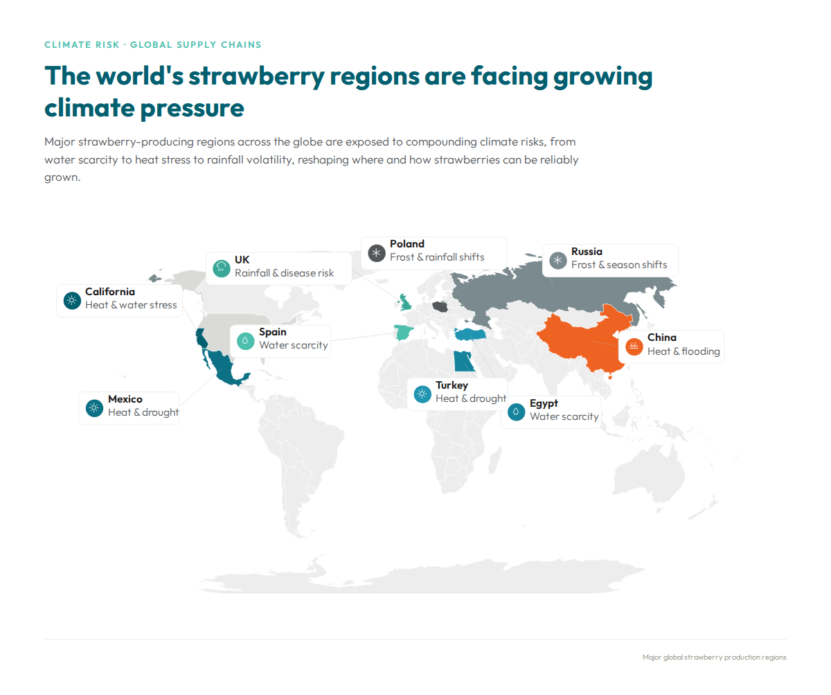 Infographic showing how climate change is affecting major strawberry-growing regions worldwide, with risks including heat stress, drought, water scarcity, flooding, frost, and changing rainfall patterns.