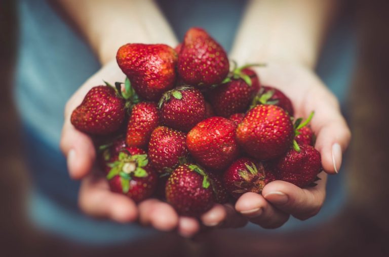Developing Resilience to Climate Extremes for Strawberries ClimateAi