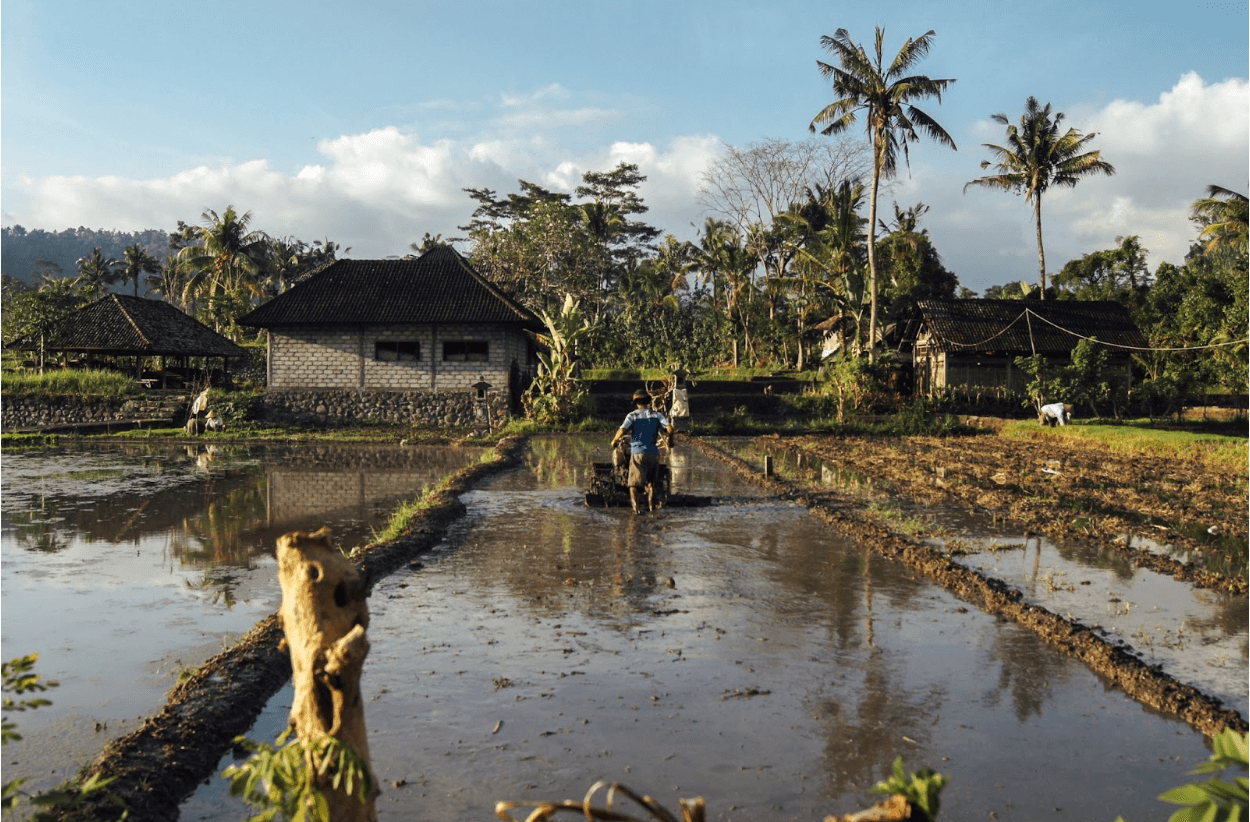 A flooded agricultural field