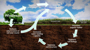 The influence of trees in agroforestry systems impact soil health over a greater area than just where their roots grow. (USDA National Agroforestry Center illustration)