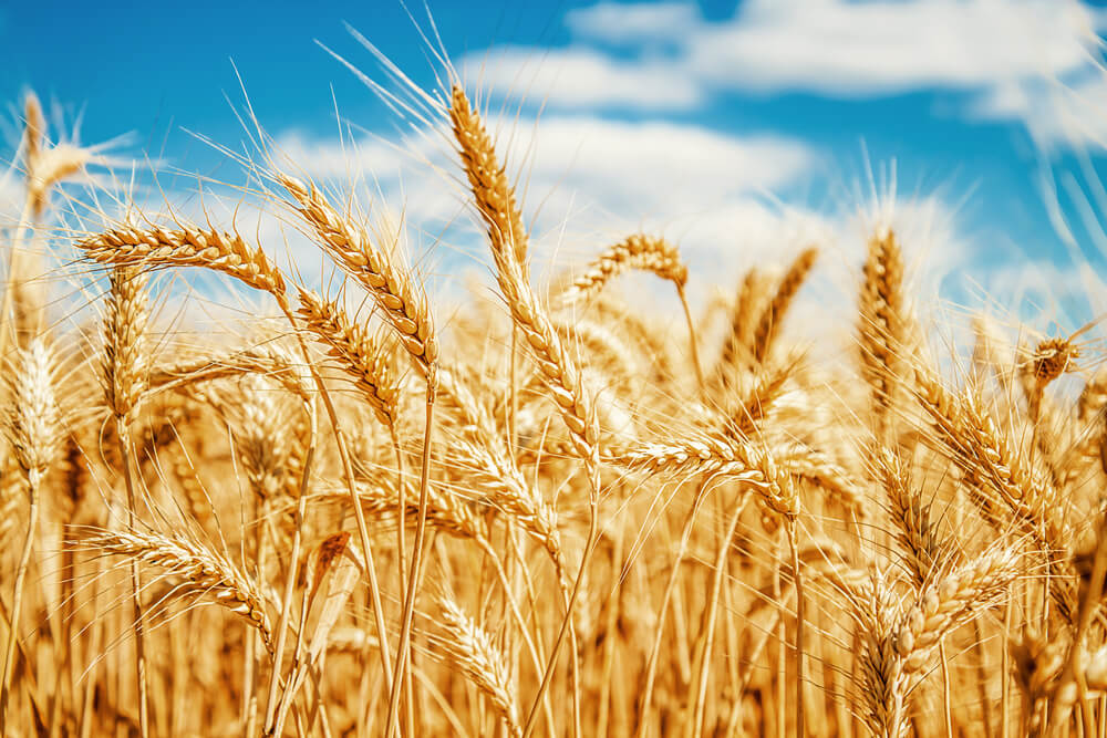 gold wheat in a field