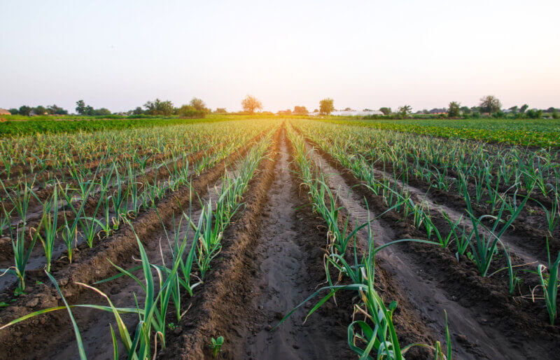 Green leak onions farm field mitigating climate risk for BASF Case study.