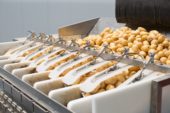 Potato harvest on conveyor sorting