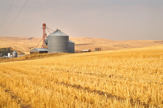 grain silos in a field of wheat