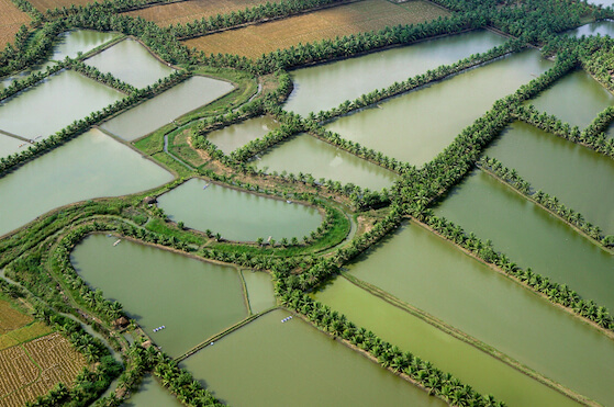 Aerial view of paddy rice fields