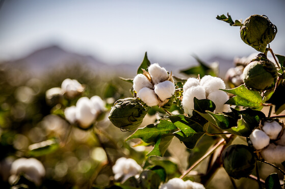 Raw Organic Cotton Growing at the Base of the Desert Mountains