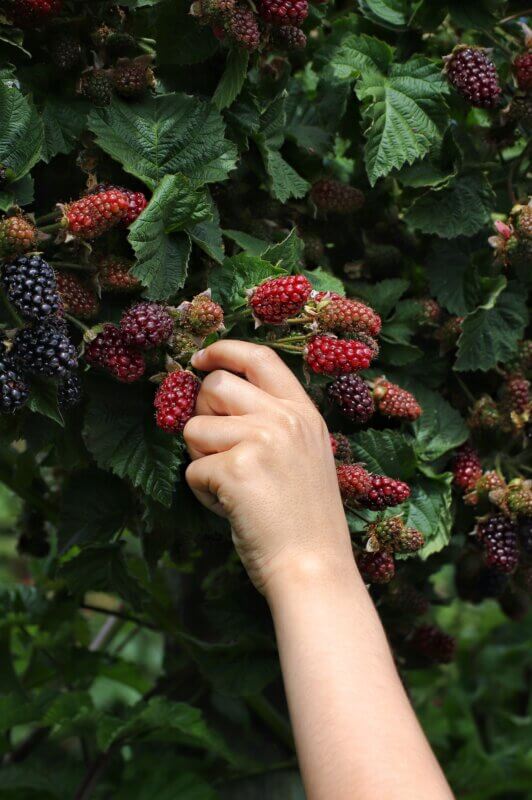 berry picking