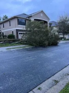 Tree down due to hurricane damage outside of a neighborhood