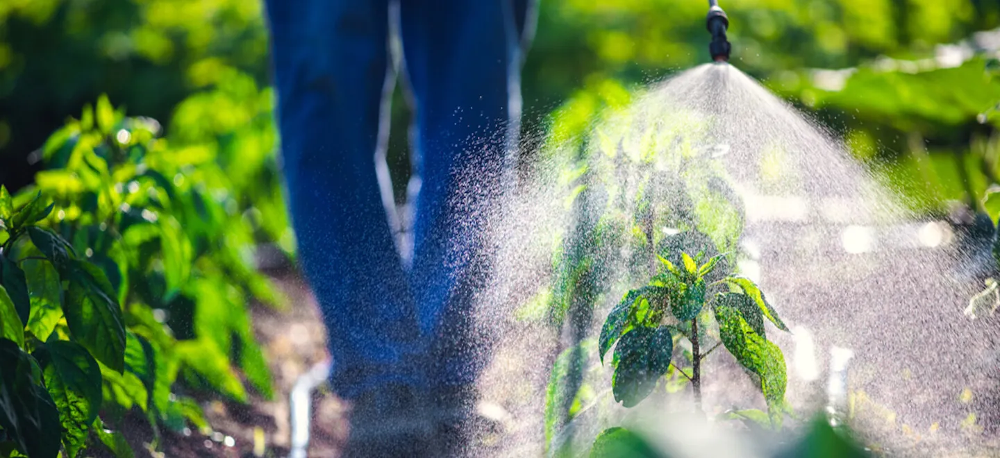Farmer spraying vegetable green plants in the garden with herbicides, pesticides or insecticides. Agriculture operations.