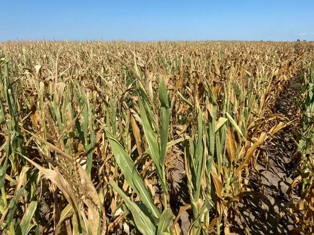Corn Field During a Drought