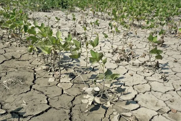 Soybeans in Drought