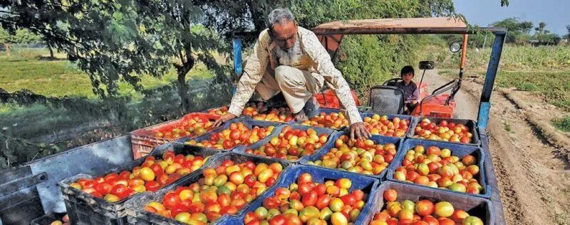 Tomato Harvest in India