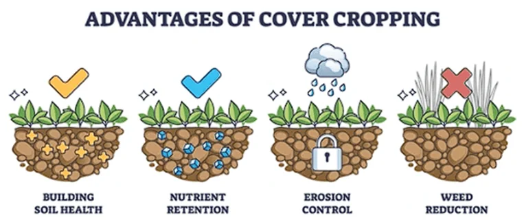 Cover Cropping Benefits
