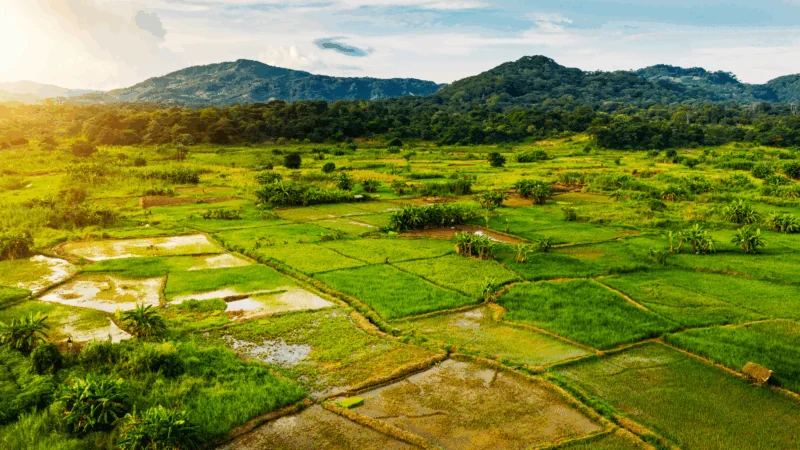 Rice Farming Agriculture